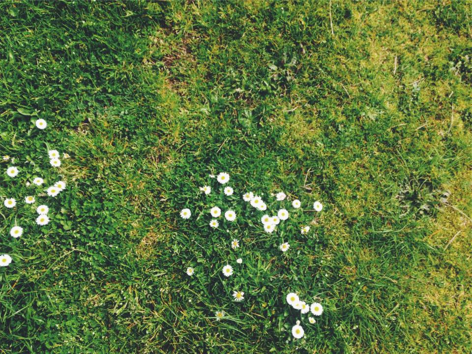 Grass Daisies