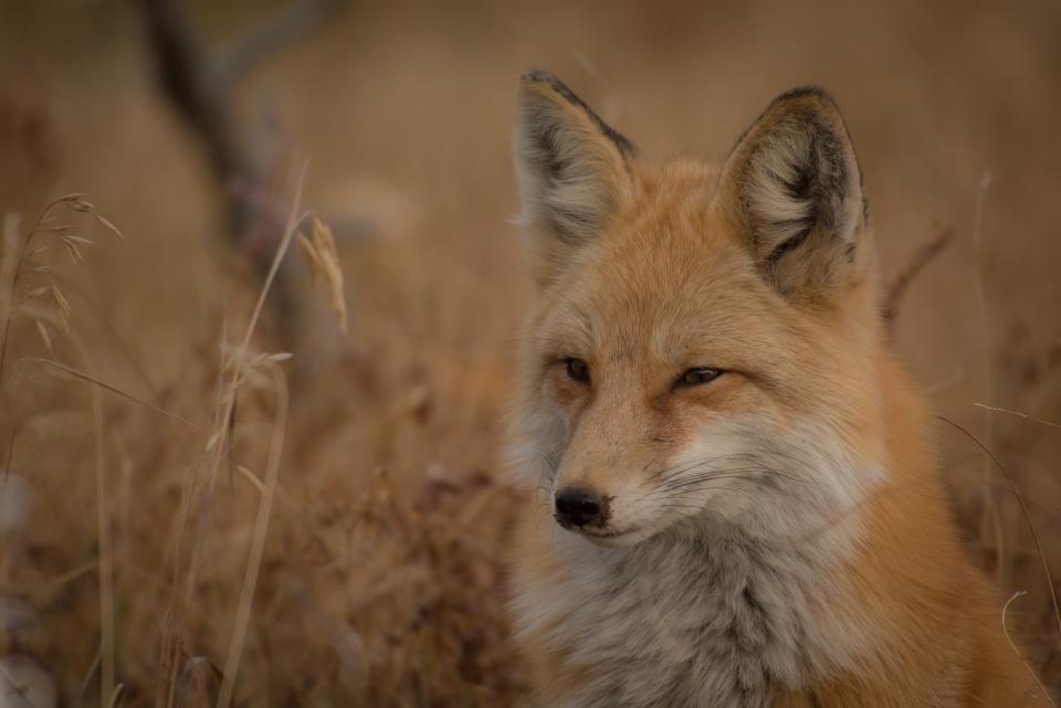 Fox Animal