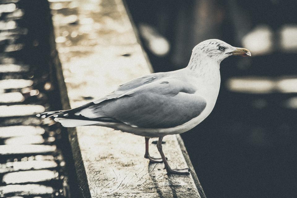 Bird Beak