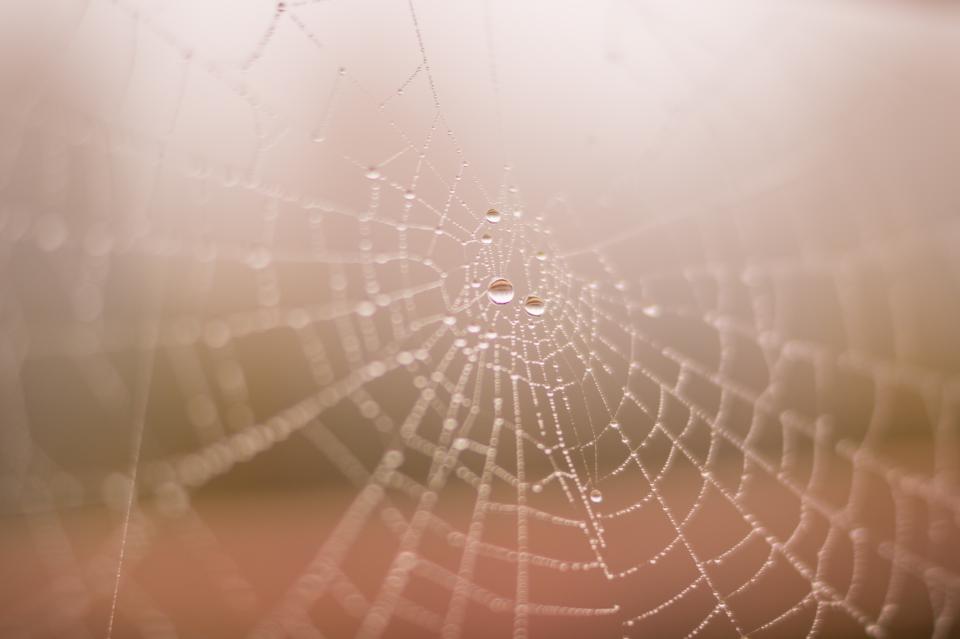 Spider Web Dew