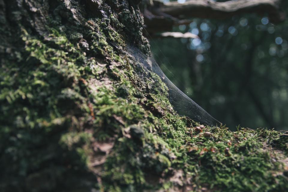 Cobweb Tree