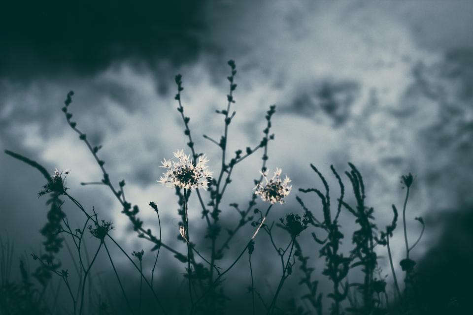 Nature Plants