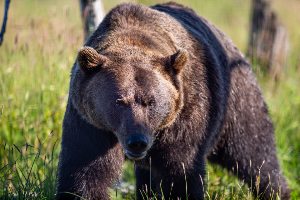 Bear Animal