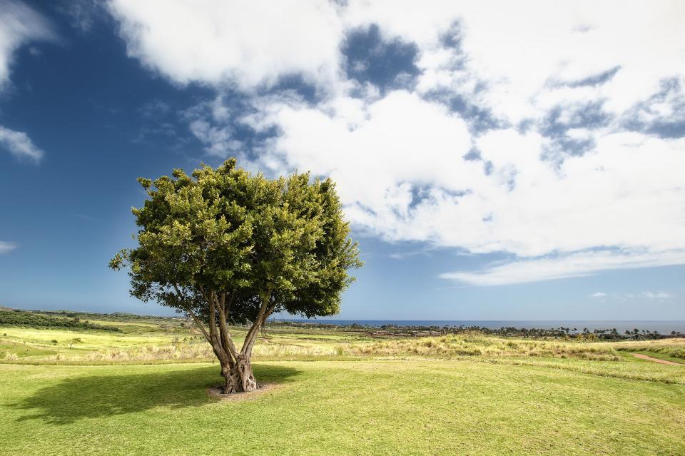 Nature Landscape