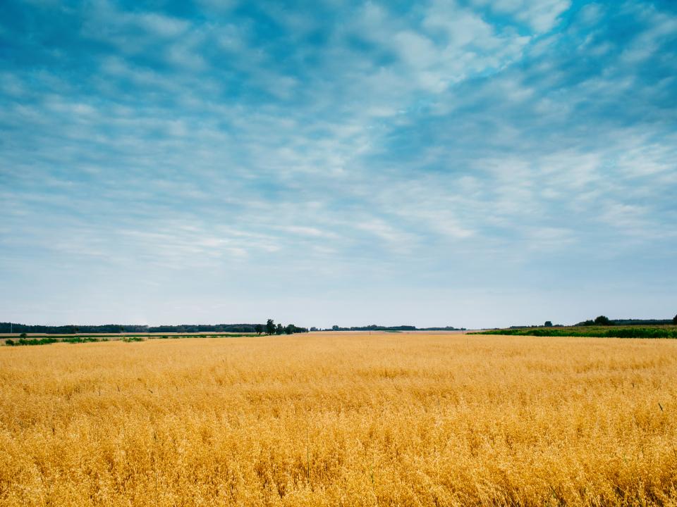 Yellow Field