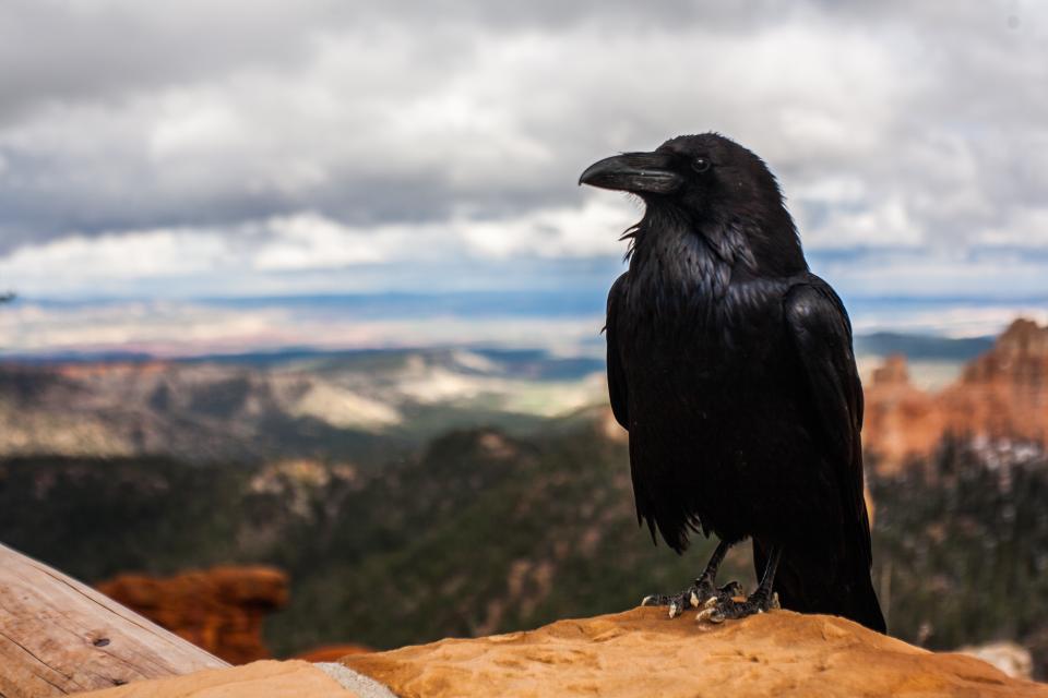 Hawk Bird