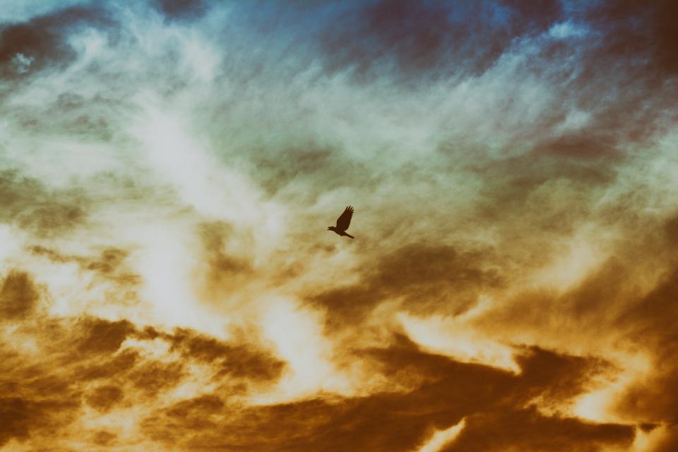 Bird Flying