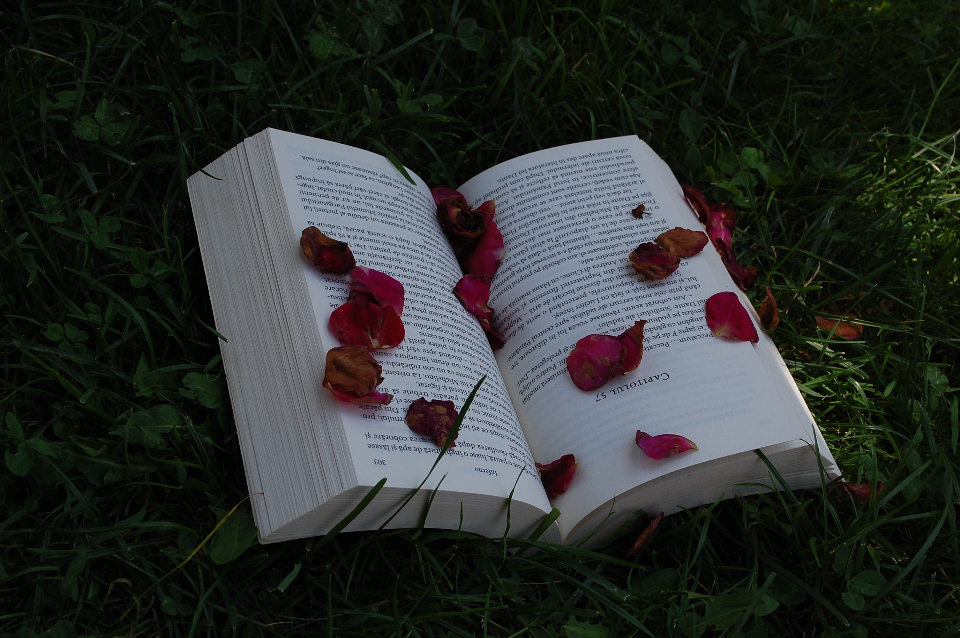Book Red