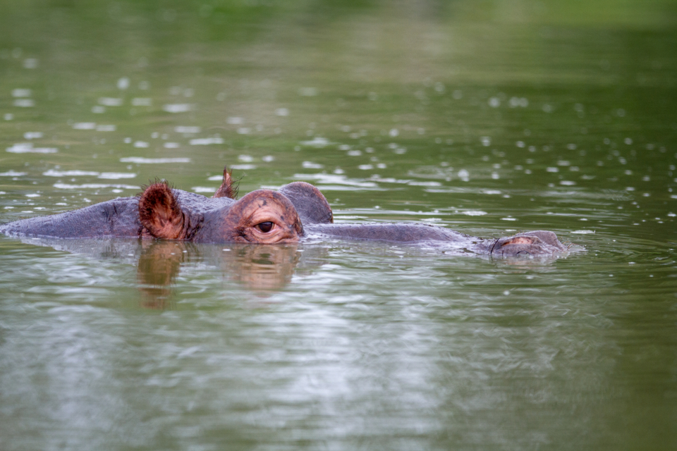 Hippo Wildlife