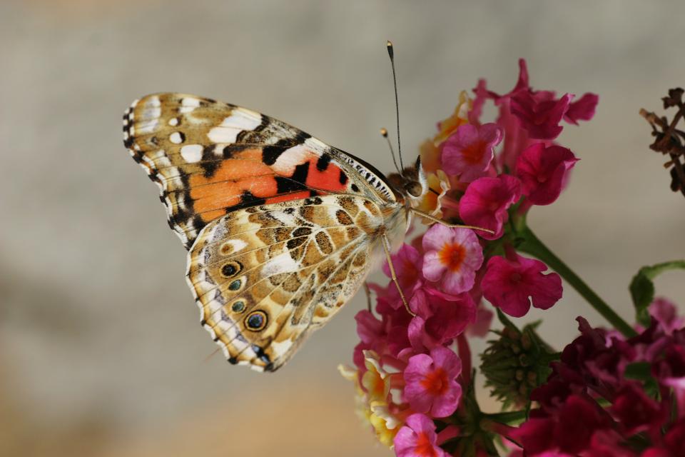 Butterfly Moth