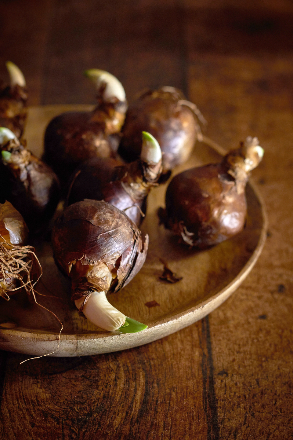 Bulb Gardening