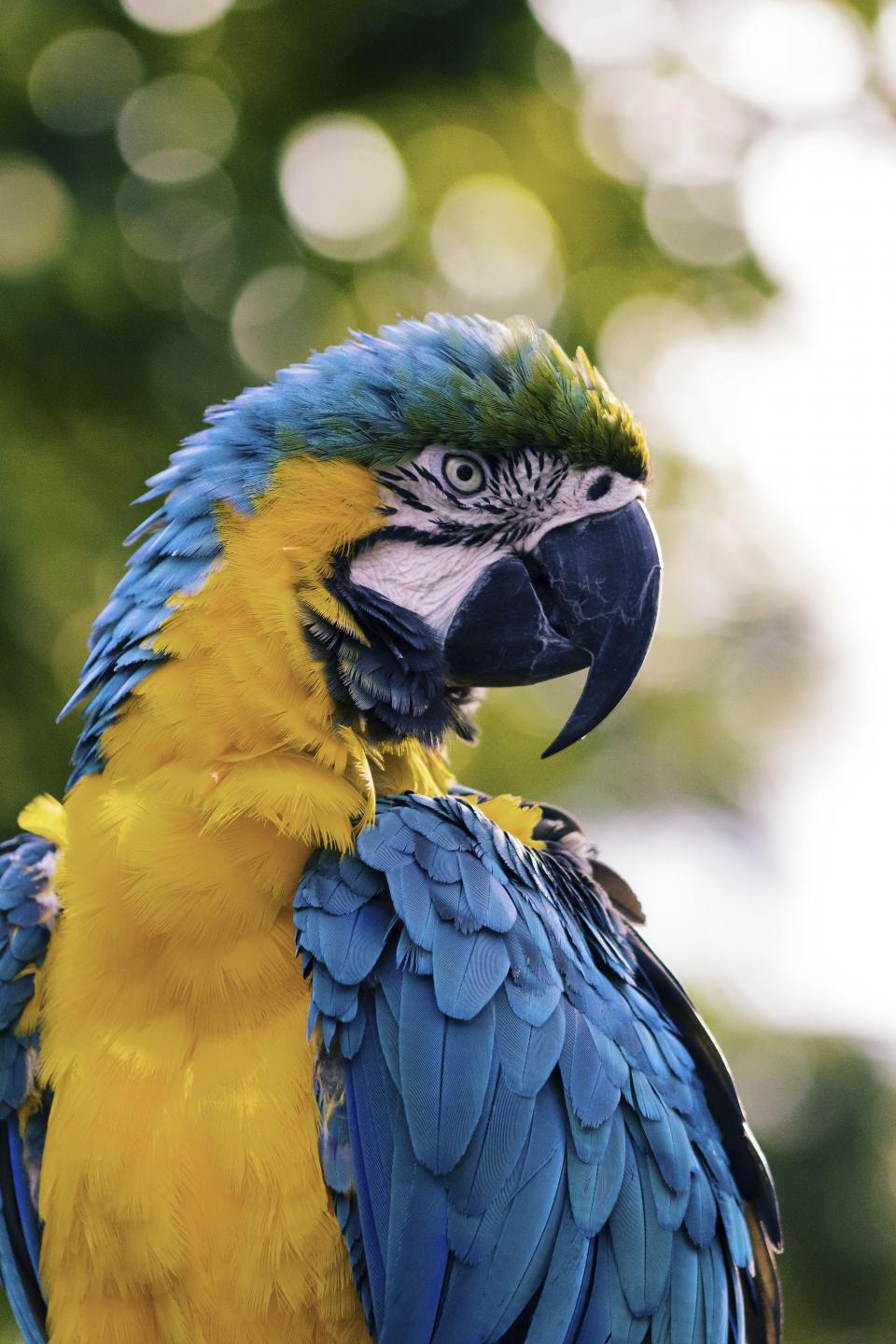 Bird Beak