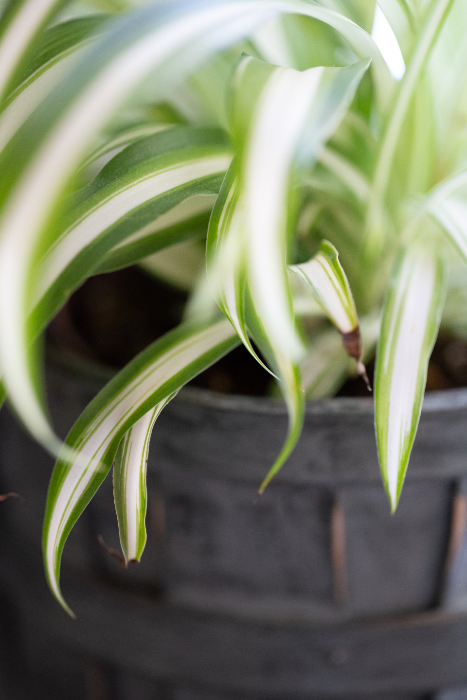 House Plant