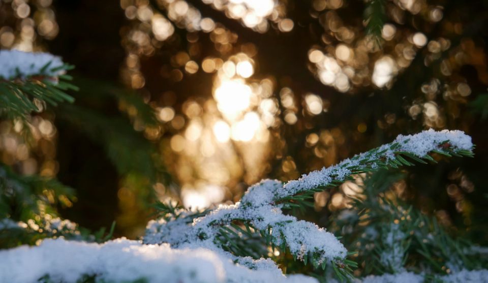 Snow Branches
