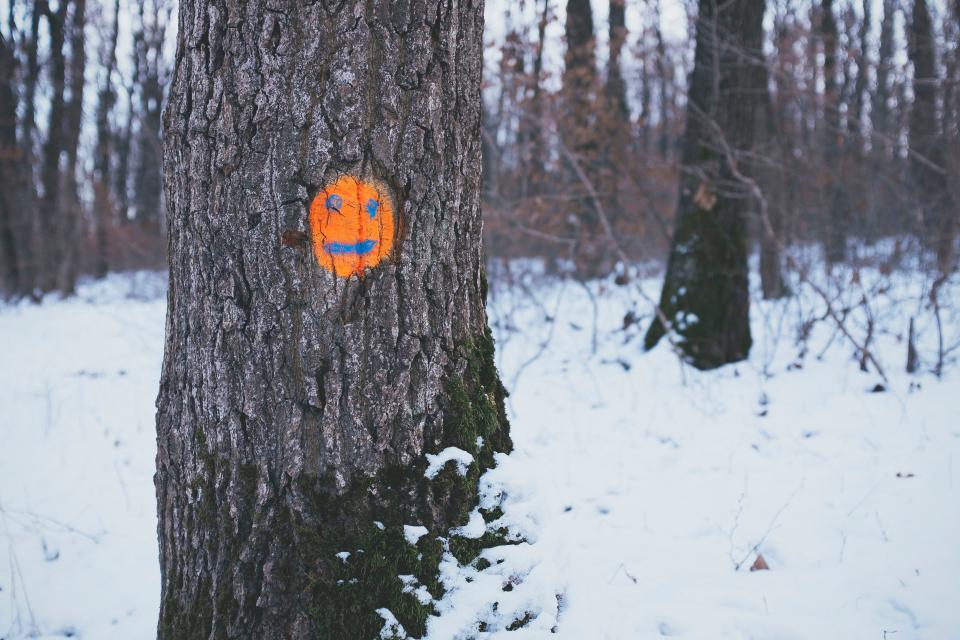 Trees Orange