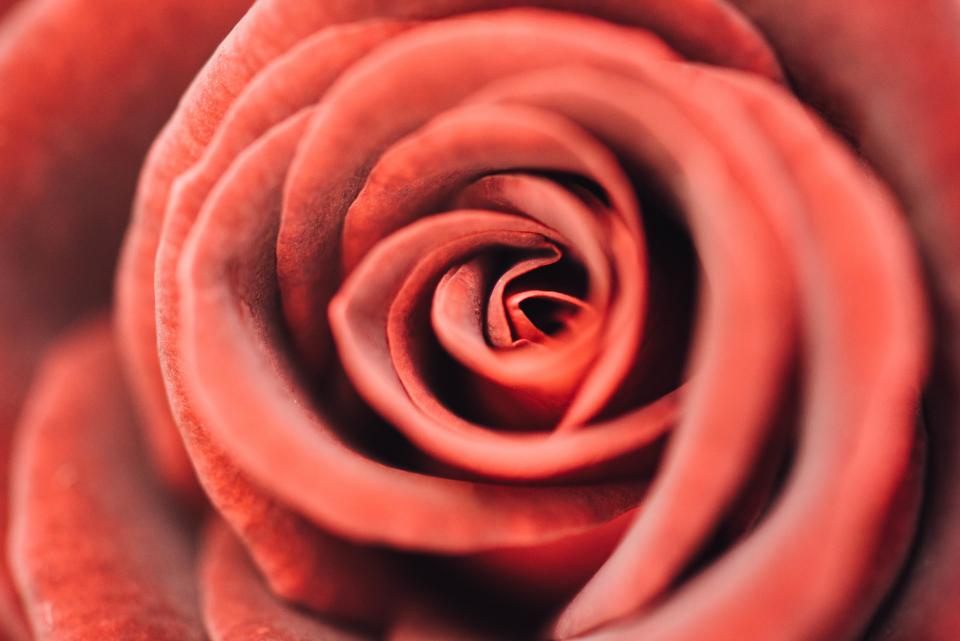 Red Petal
