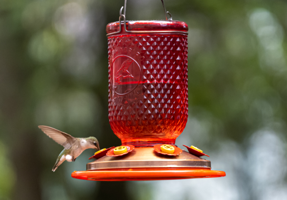 Bird Feeder