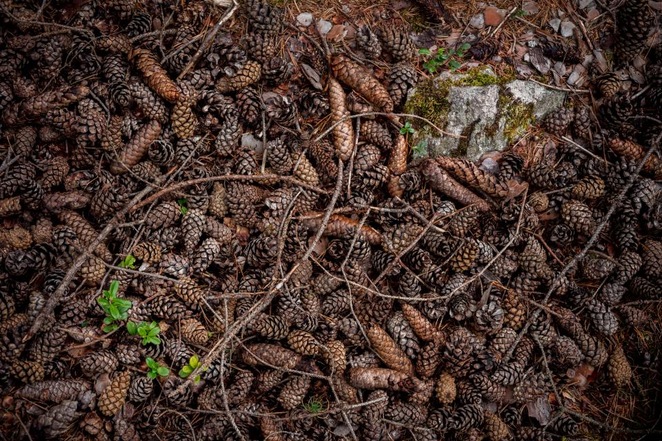 Conifer Cone Pine
