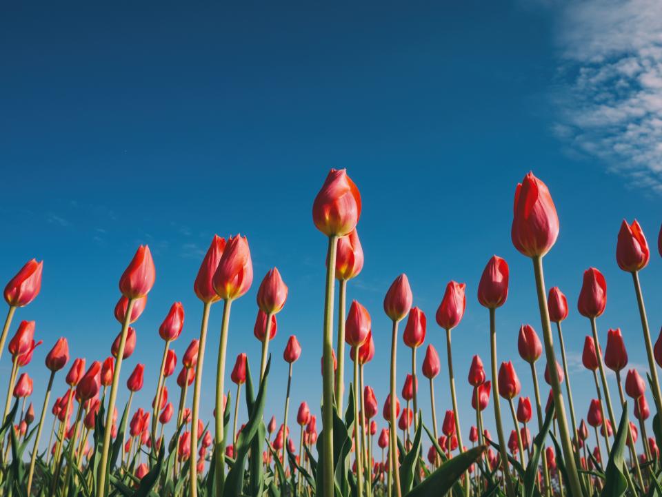 Plants Flower