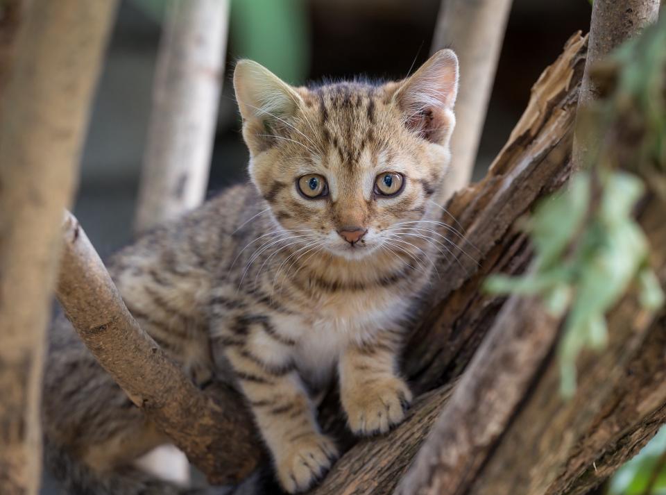 Cat Kitten