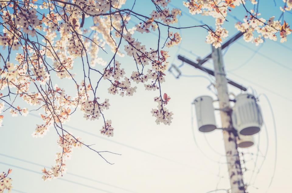 White Blossoms