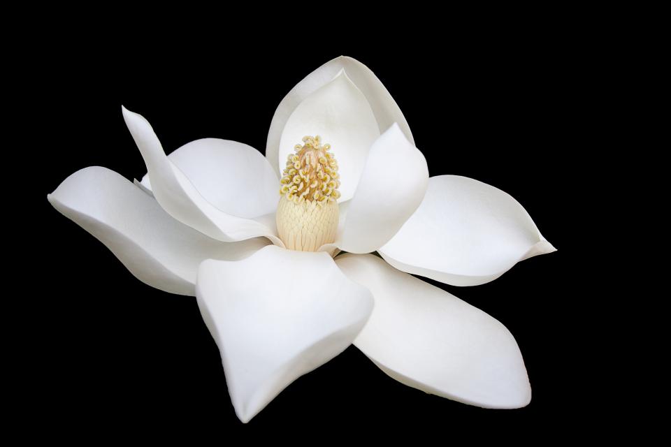 Dark White