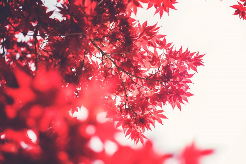 Red Leaves