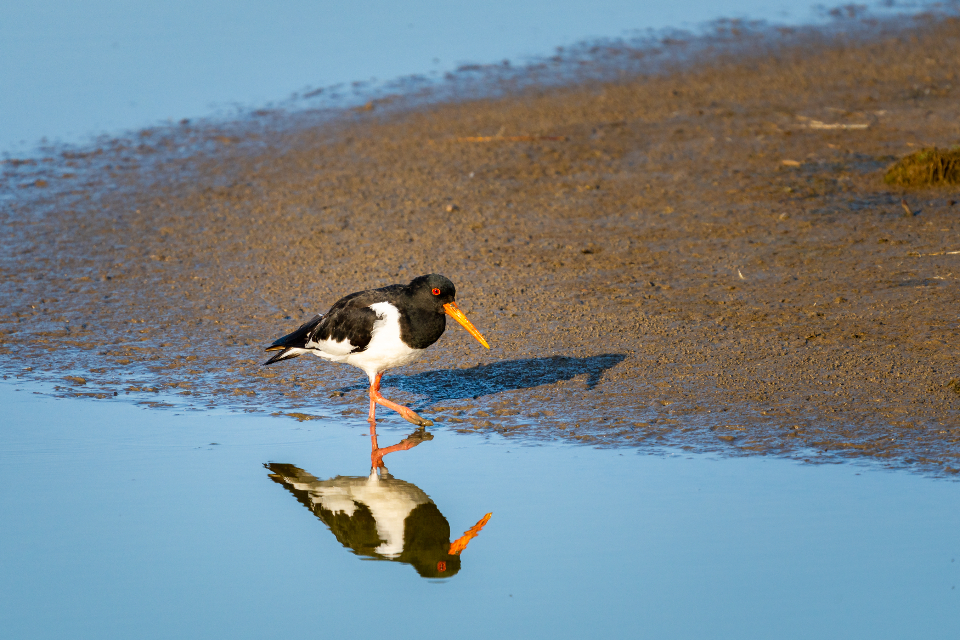 Bird Shore