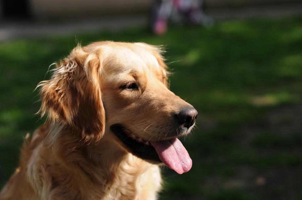 Golden Retriever Dog
