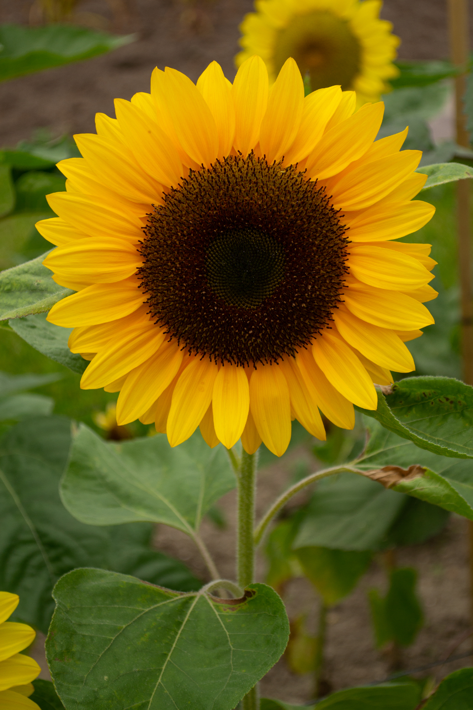 Sunflower Flower