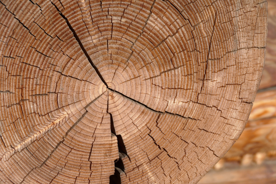Tree Wood
