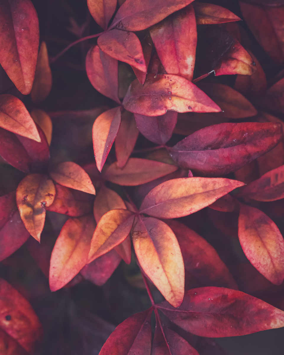 Red Leaf