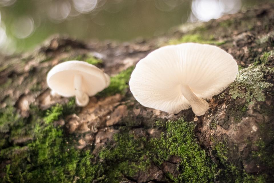 Wild Mushrooms