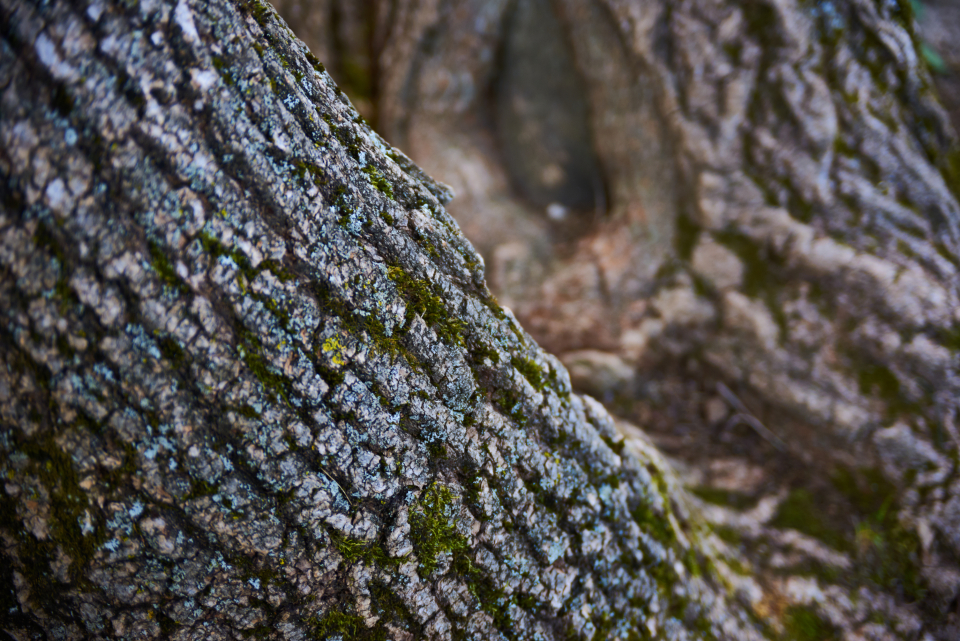 Tree Bark
