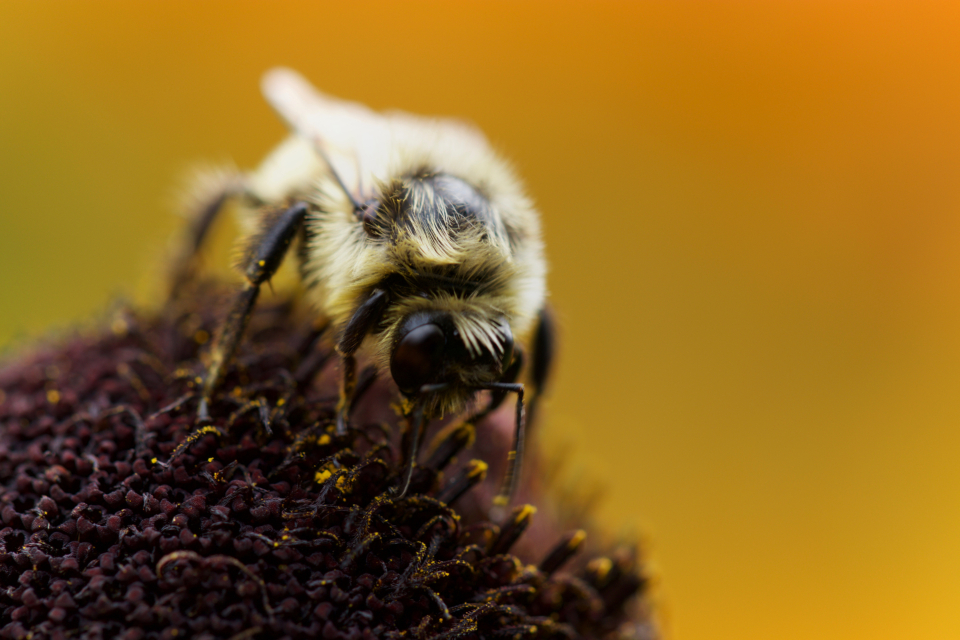 Bee Spring