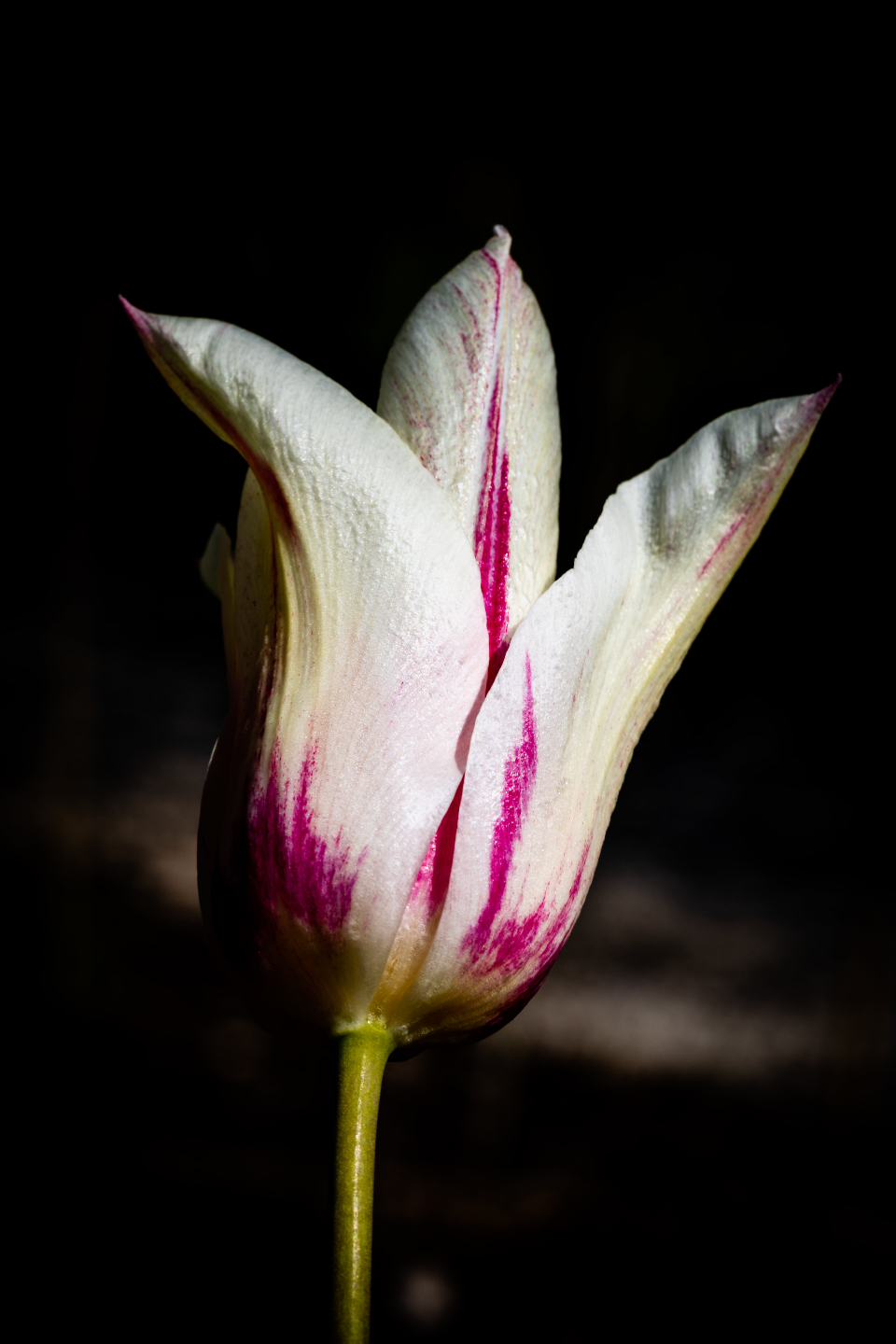 Tulip Flower