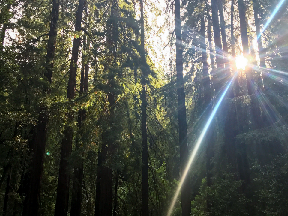 Sun Forest