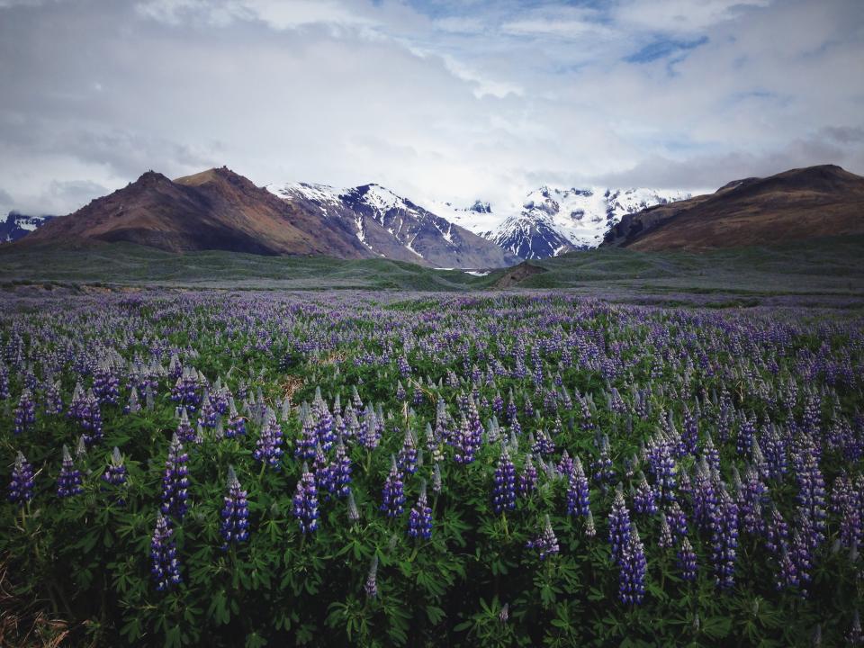 Lavender Field