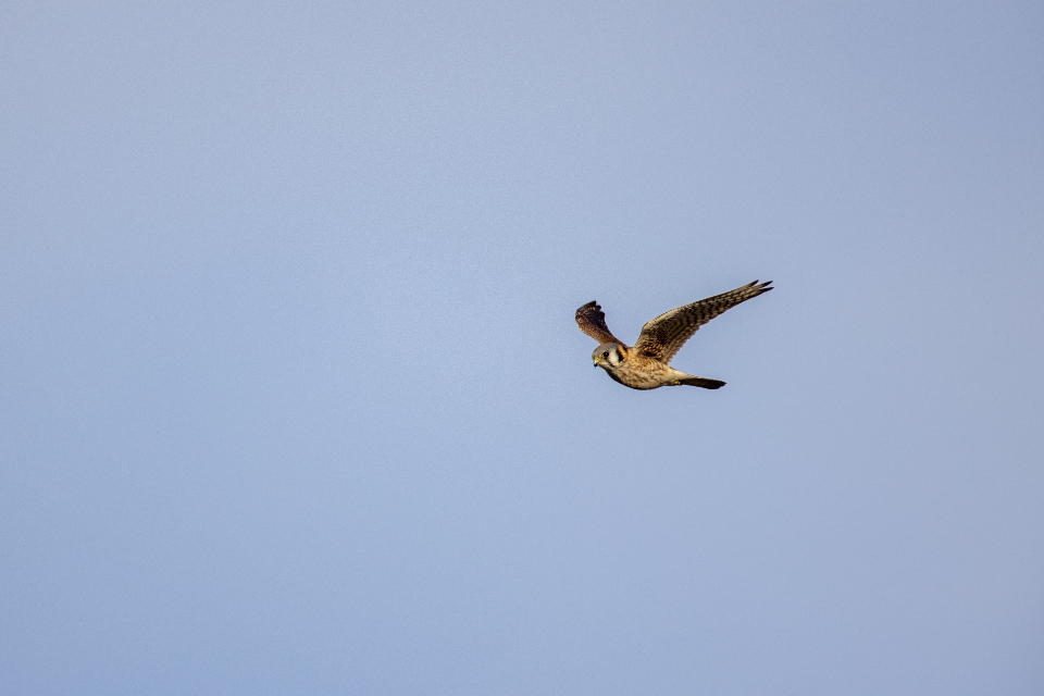 Bird Flying