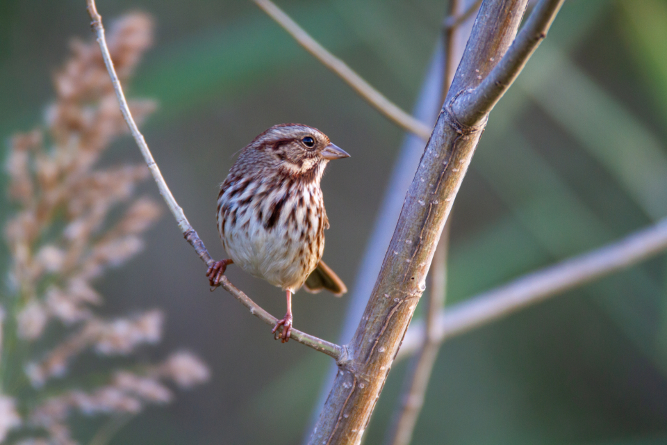 Bird Perched