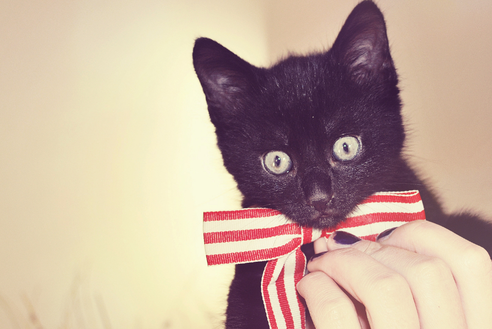 Kitten Bow
