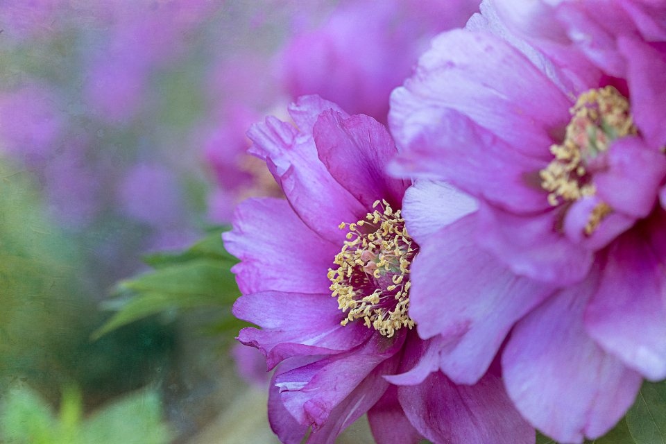Flower Background