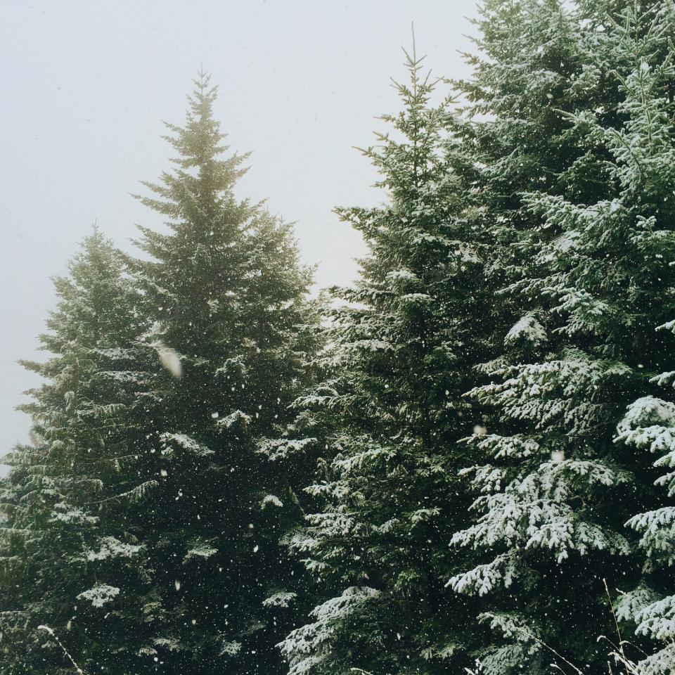 Nature Forests