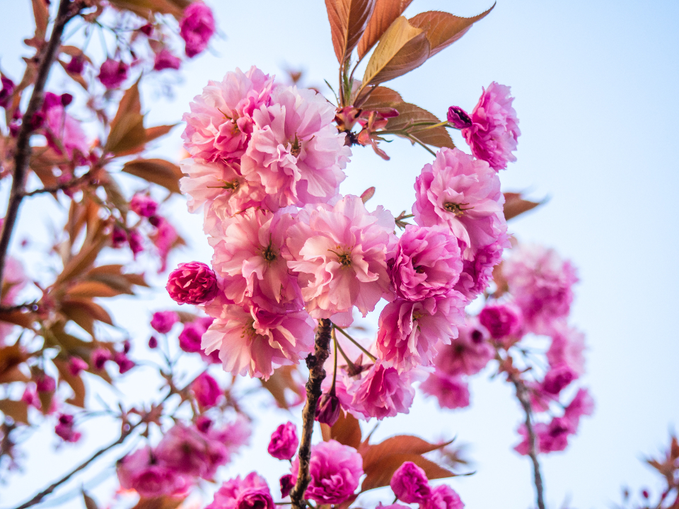 Pink Flowers