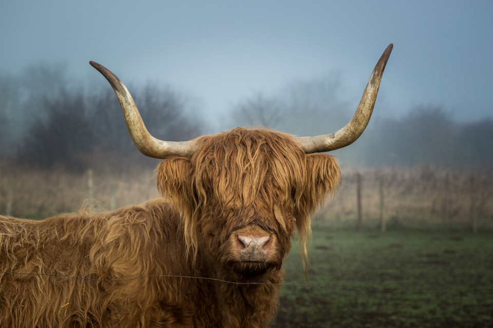 Highland Cow
