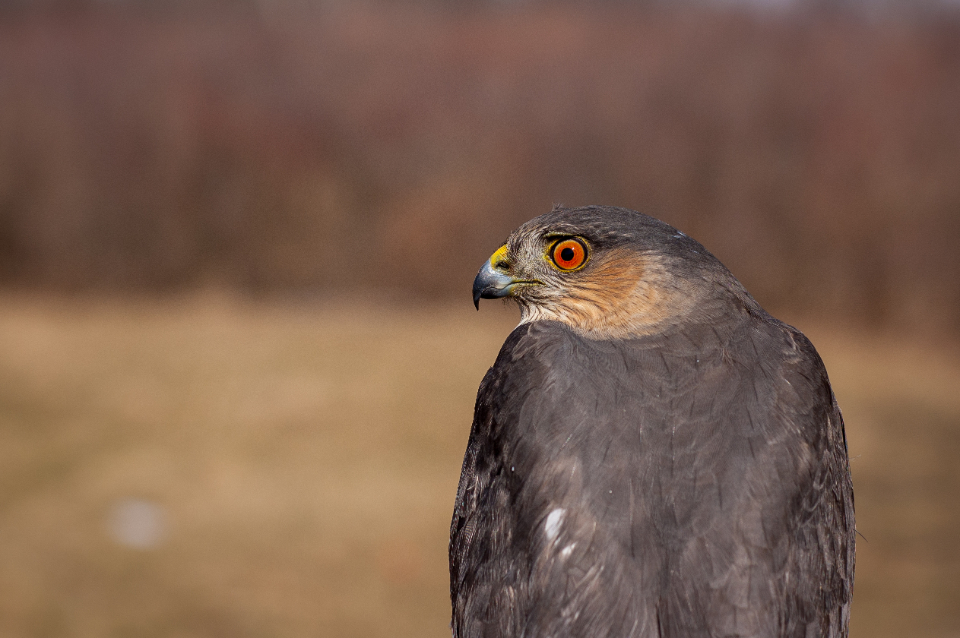 Hawk Nature