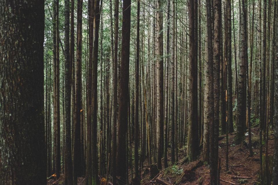 Plants Trees