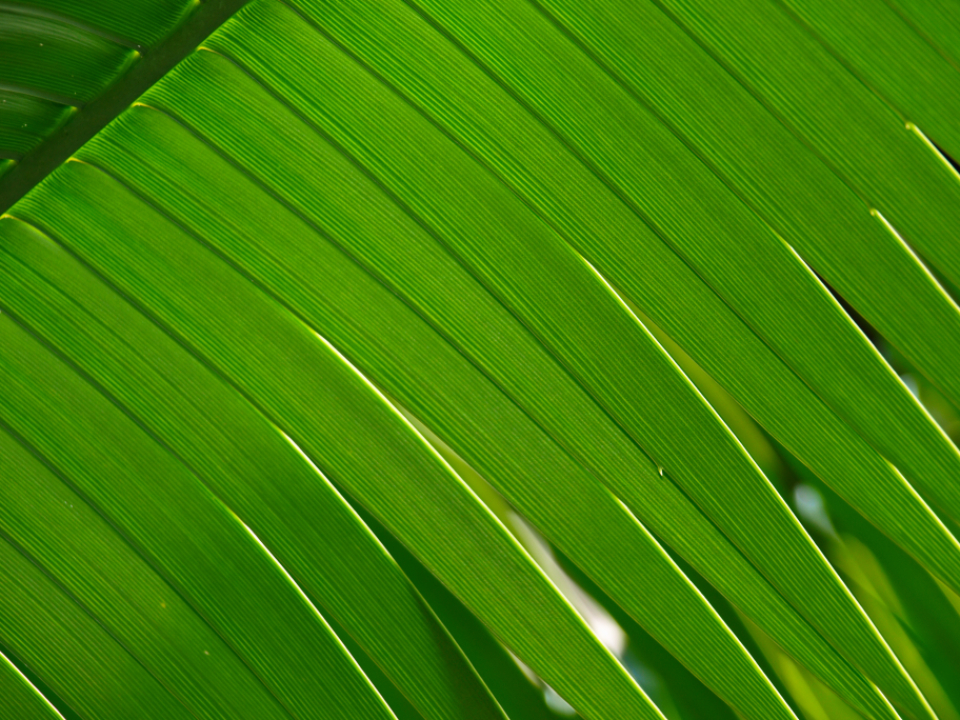 Green Leaf