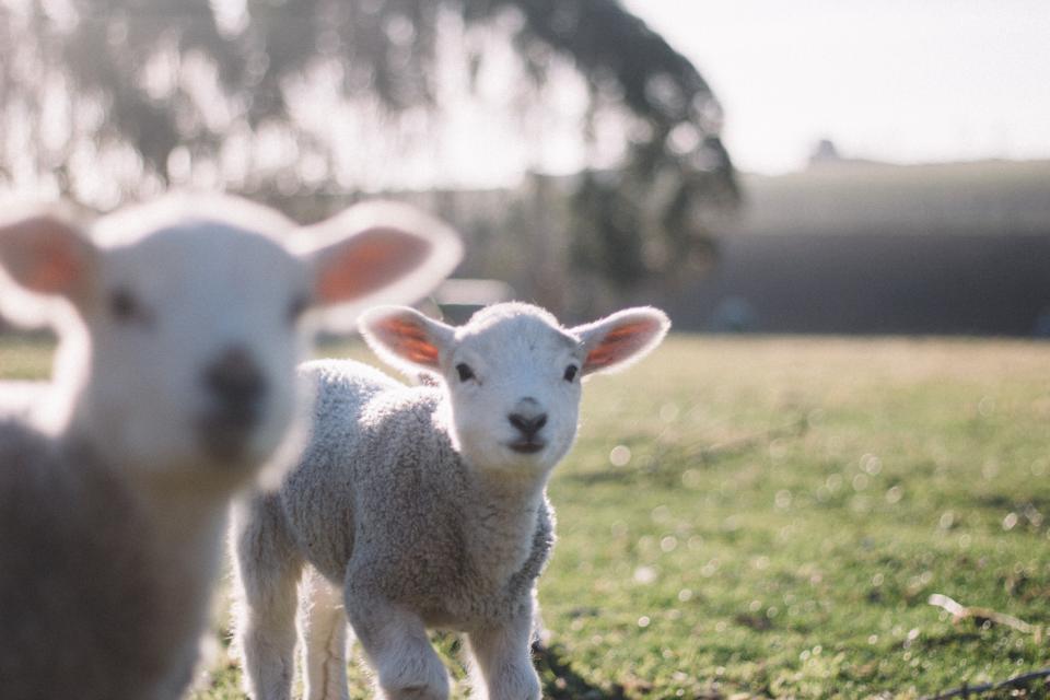 Sheep Animal