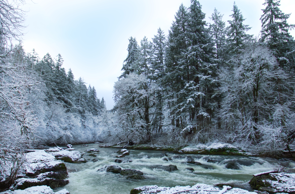 Winter Forest